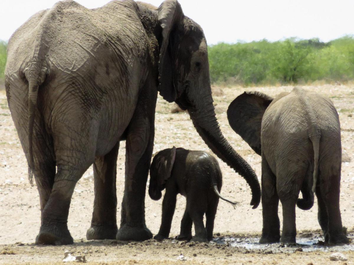 Etosha Safari Camping2Go Okaukuejo Bagian luar foto